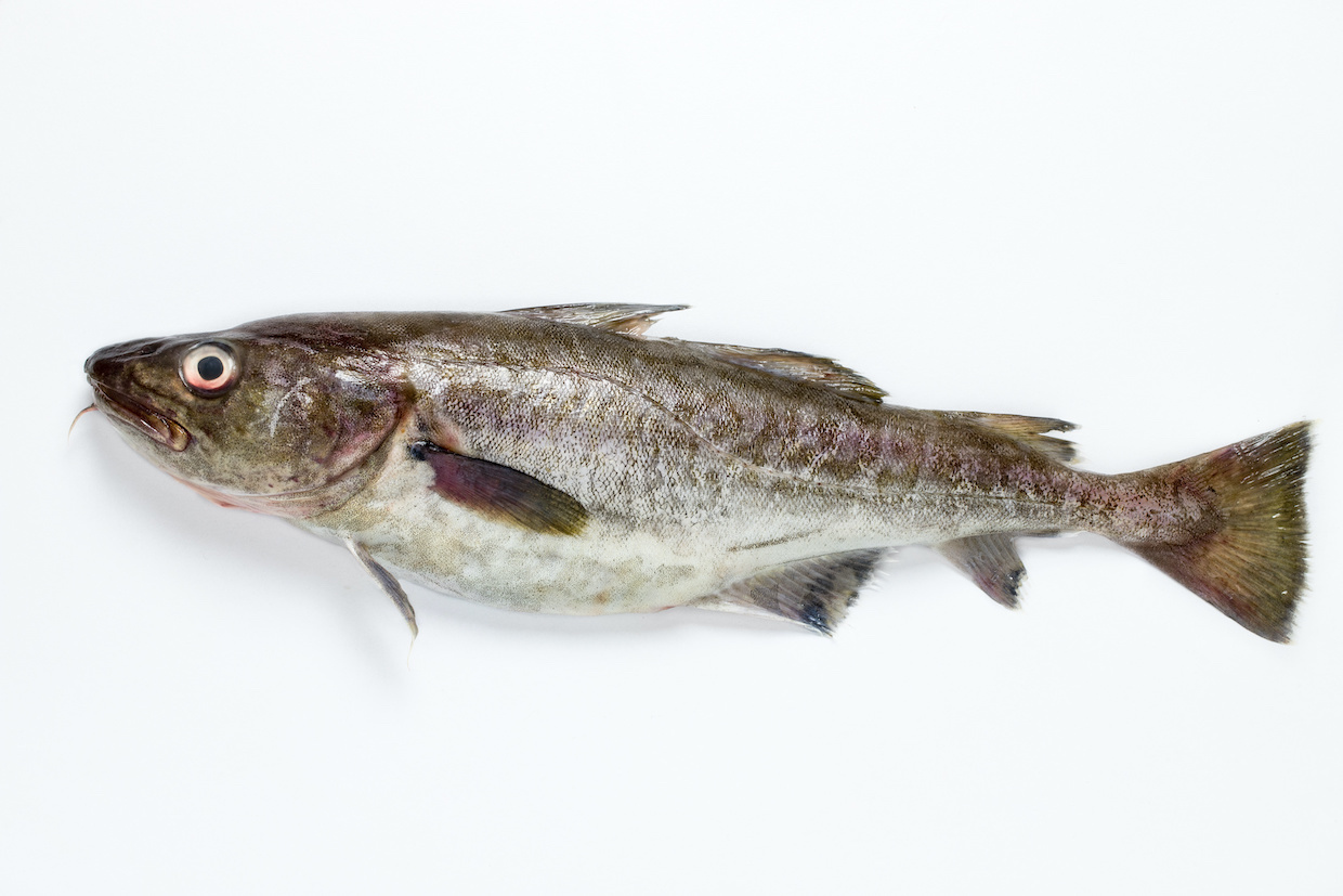 まだらとはどのような魚？栄養やレシピもご紹介