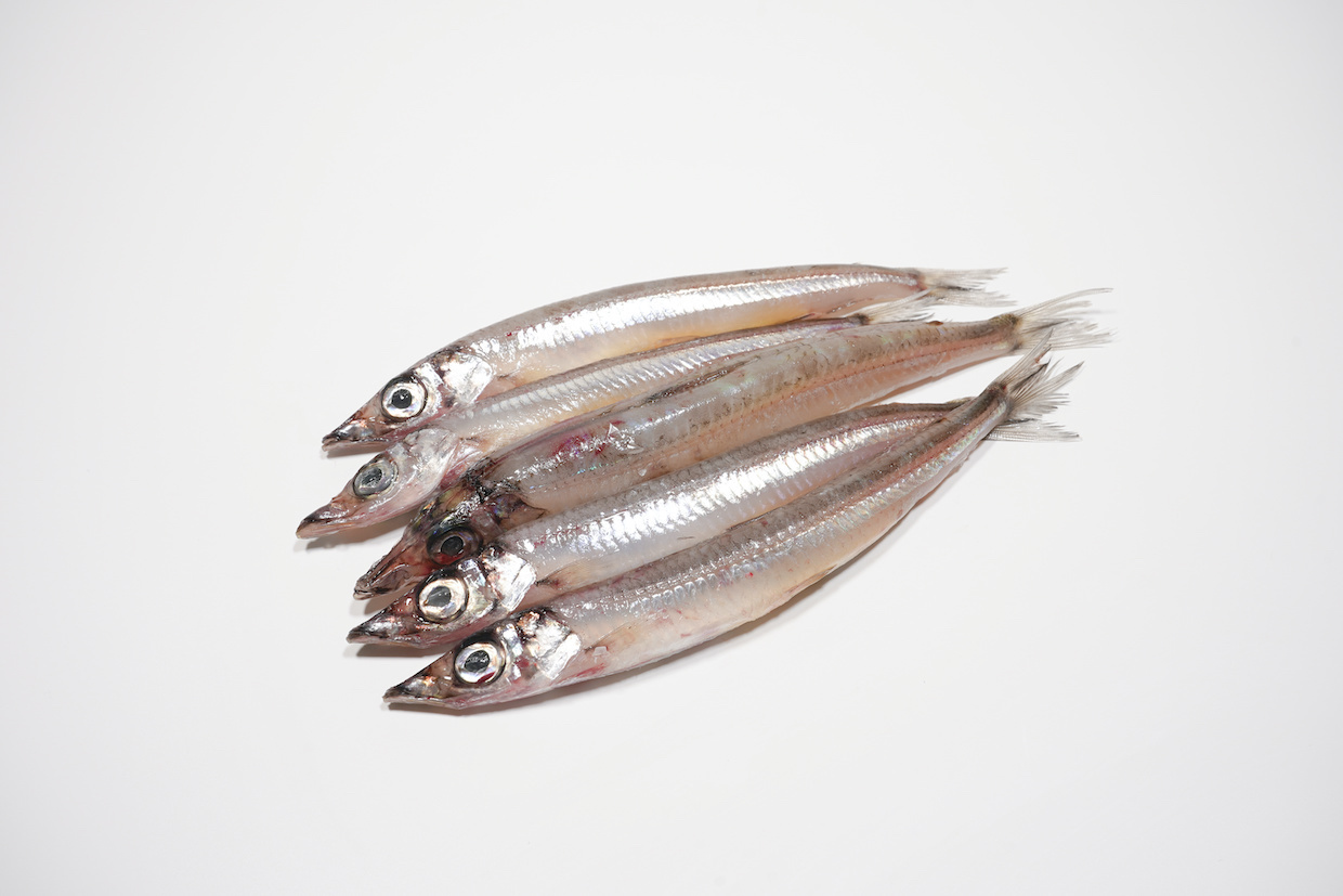 メギスとはどんな魚？旬の時期や食べ方をご紹介