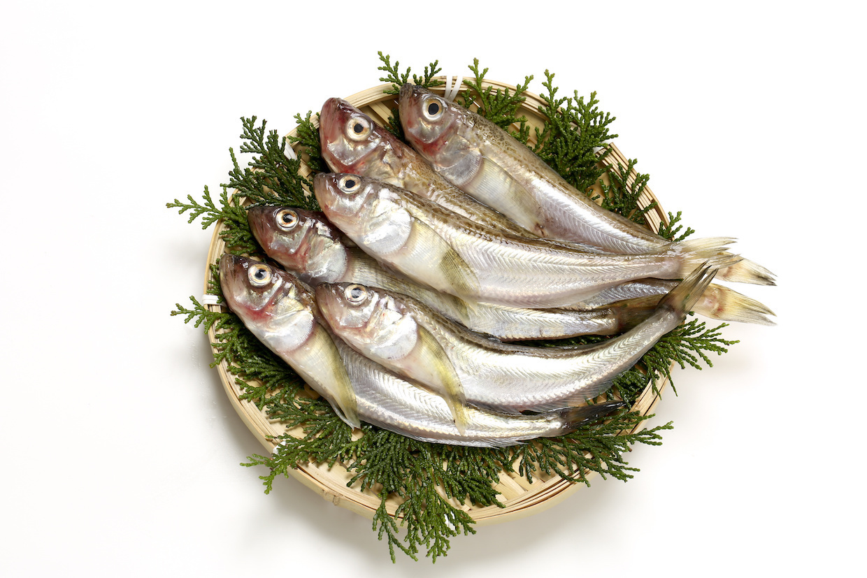 はたはたとはどんな魚？食べ方やおすすめレシピもご紹介