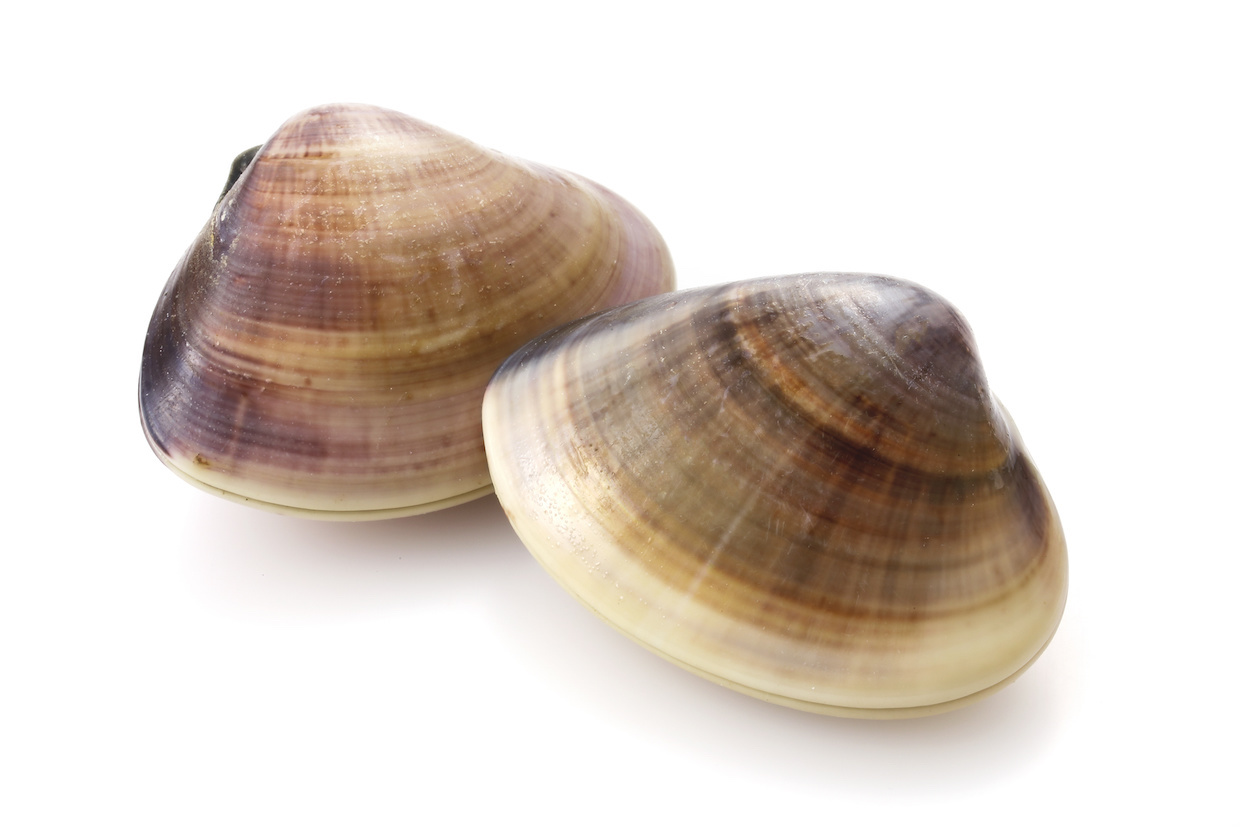 ハマグリ（蛤）とは？旬や栄養・レシピなどをご紹介