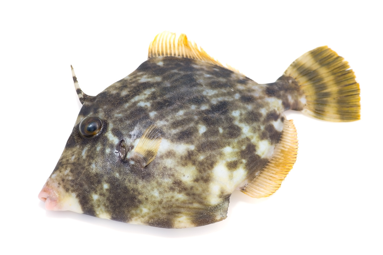 かわはぎとは？旬の時期やさばき方・レシピもご紹介