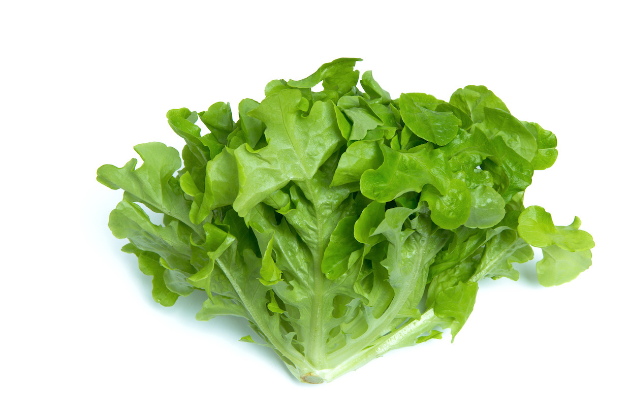 レタスにはどんな種類がある 10品種の特徴を一挙にご紹介 Delish Kitchen