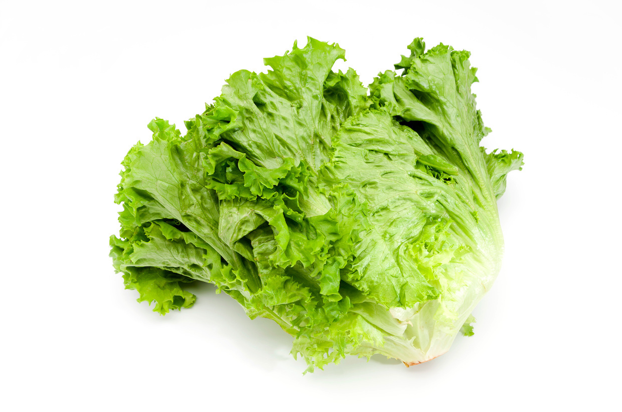 サニーレタス様 kd-f23v1804-z1.jpg