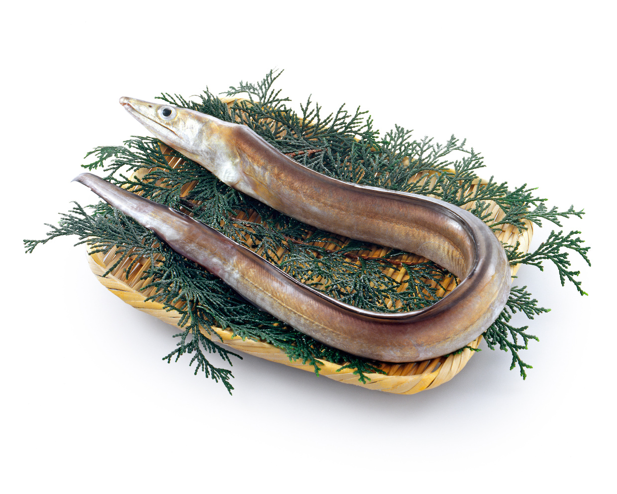 鱧 はも とは 旬の時期やおすすめのレシピも紹介 Delish Kitchen