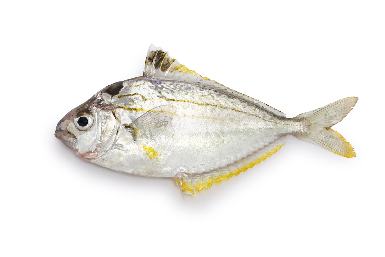 ヒイラギとはどんな魚？特徴や食べ方についてご紹介