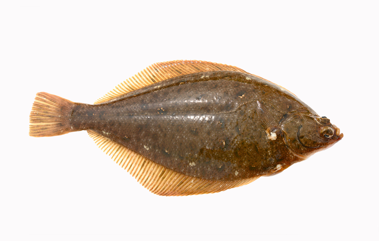 カレイ 鰈 とはどんな魚 種類やおすすめ人気レシピもご紹介 Delish Kitchen