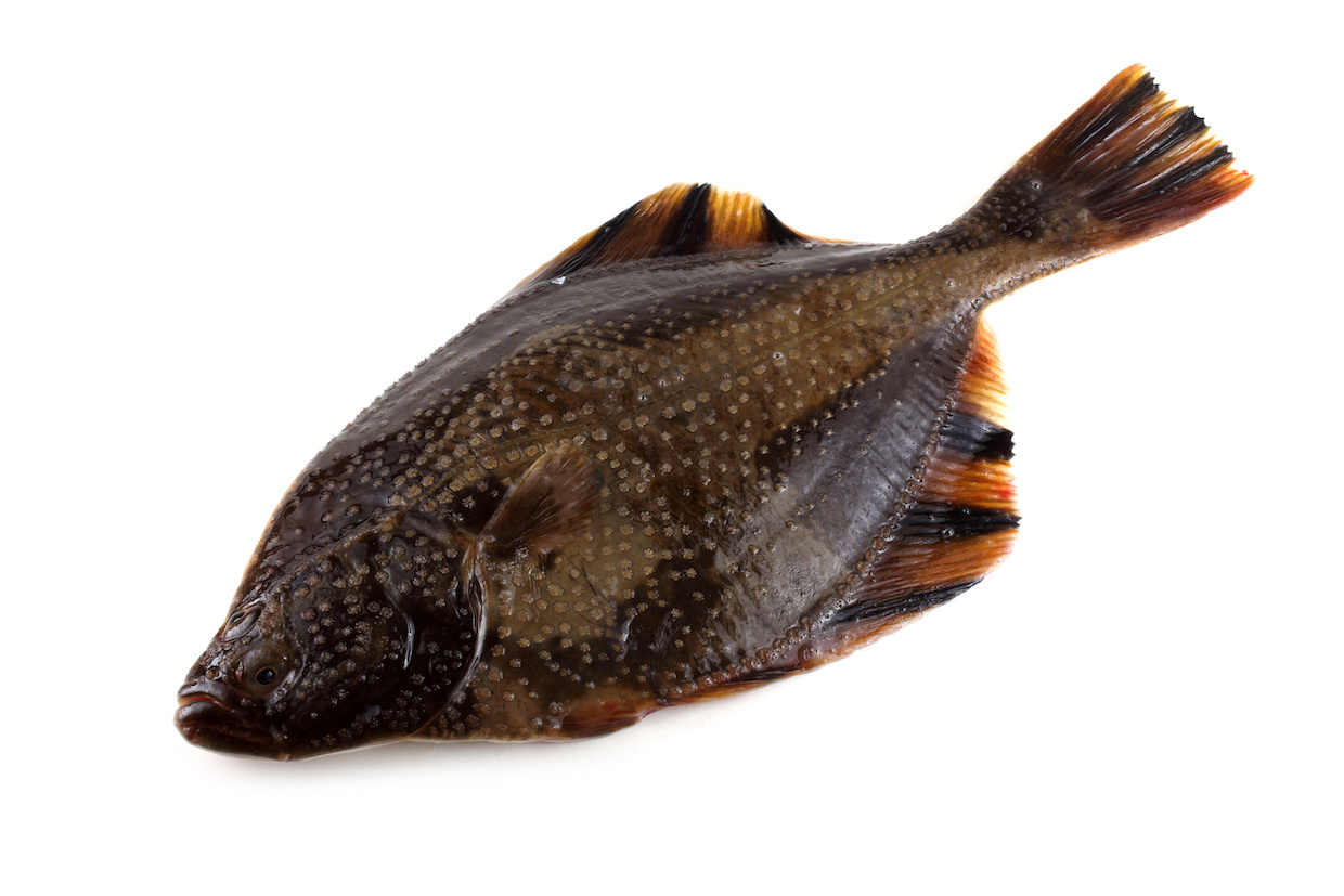 カレイ 鰈 とはどんな魚 種類やおすすめ人気レシピもご紹介 Delish Kitchen