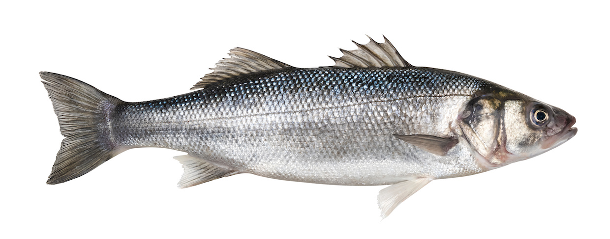 スズキってどんな魚？美味しい食べ方もご紹介！