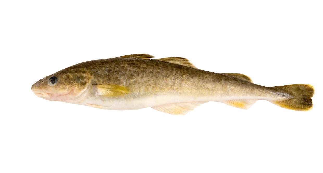 こまい(氷下魚)とは？特徴・旬・見分け方と美味しい食べ方を解説