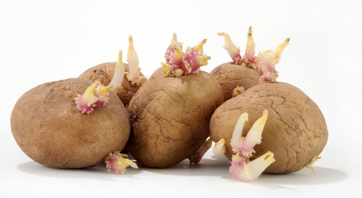芽が出たじゃがいもは捨てるべき？どうしたら食べられる？
