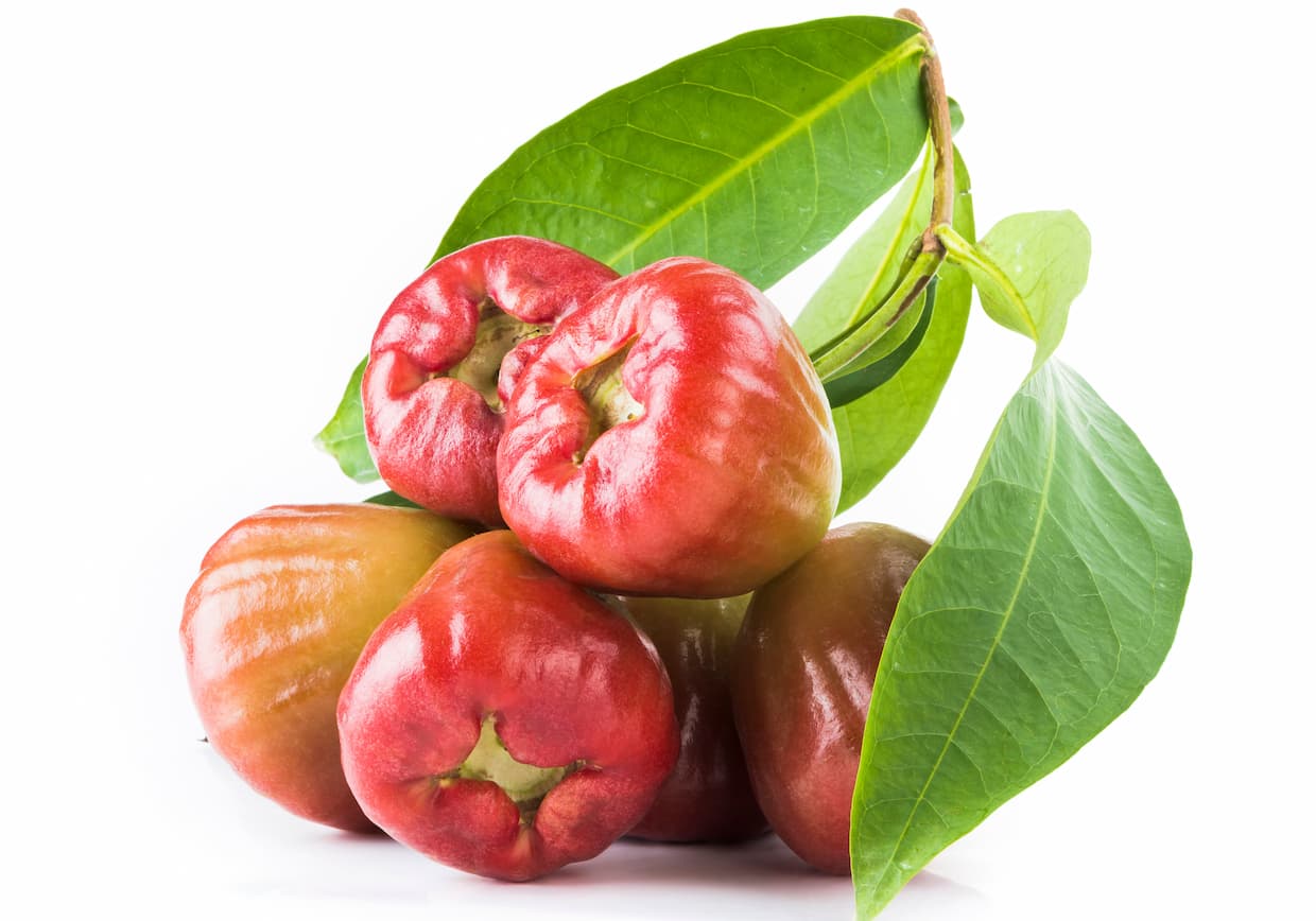 レンブとは？特徴や旬、食べ方などをご紹介します