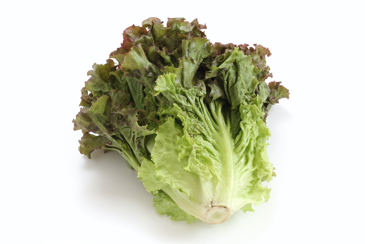 サニーレタスの活用術！保存方法やおすすめのレシピをご紹介