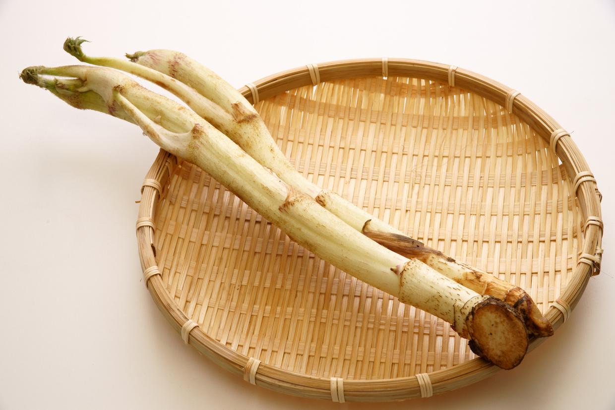 うど(独活)とは？特徴・下処理方法・おすすめレシピを解説
