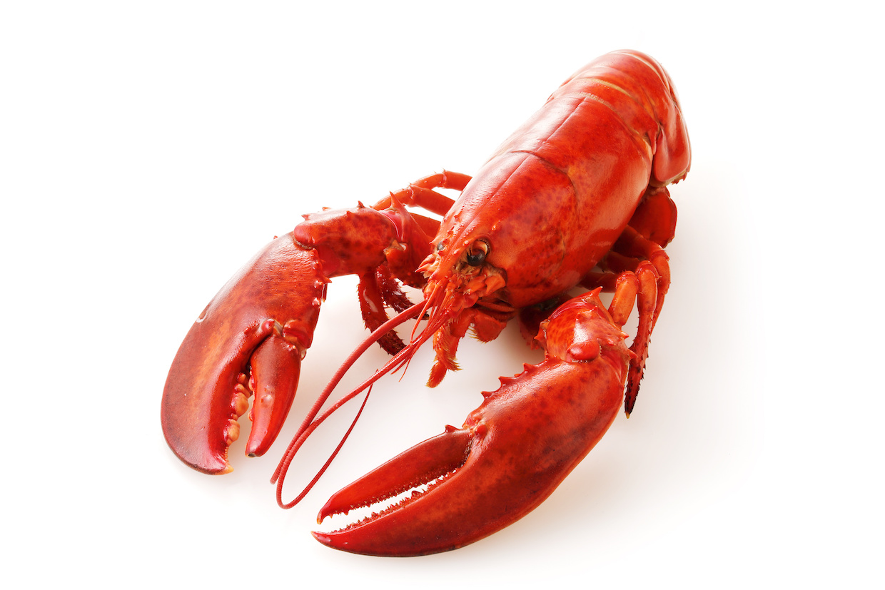 オマール海老とロブスターの違いとは？特徴・食べ方・おすすめレシピを解説