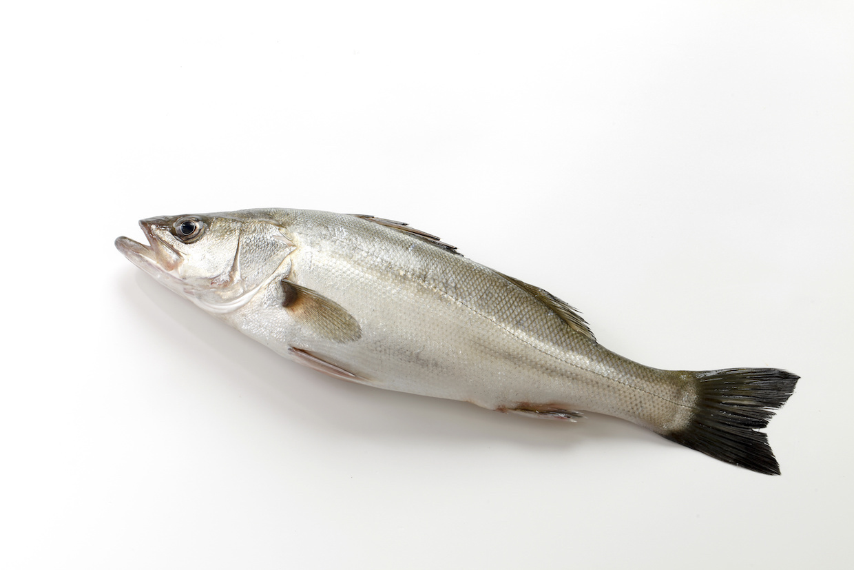 セイゴとは？スズキとの違いや旬の時期・美味しい食べ方をご紹介