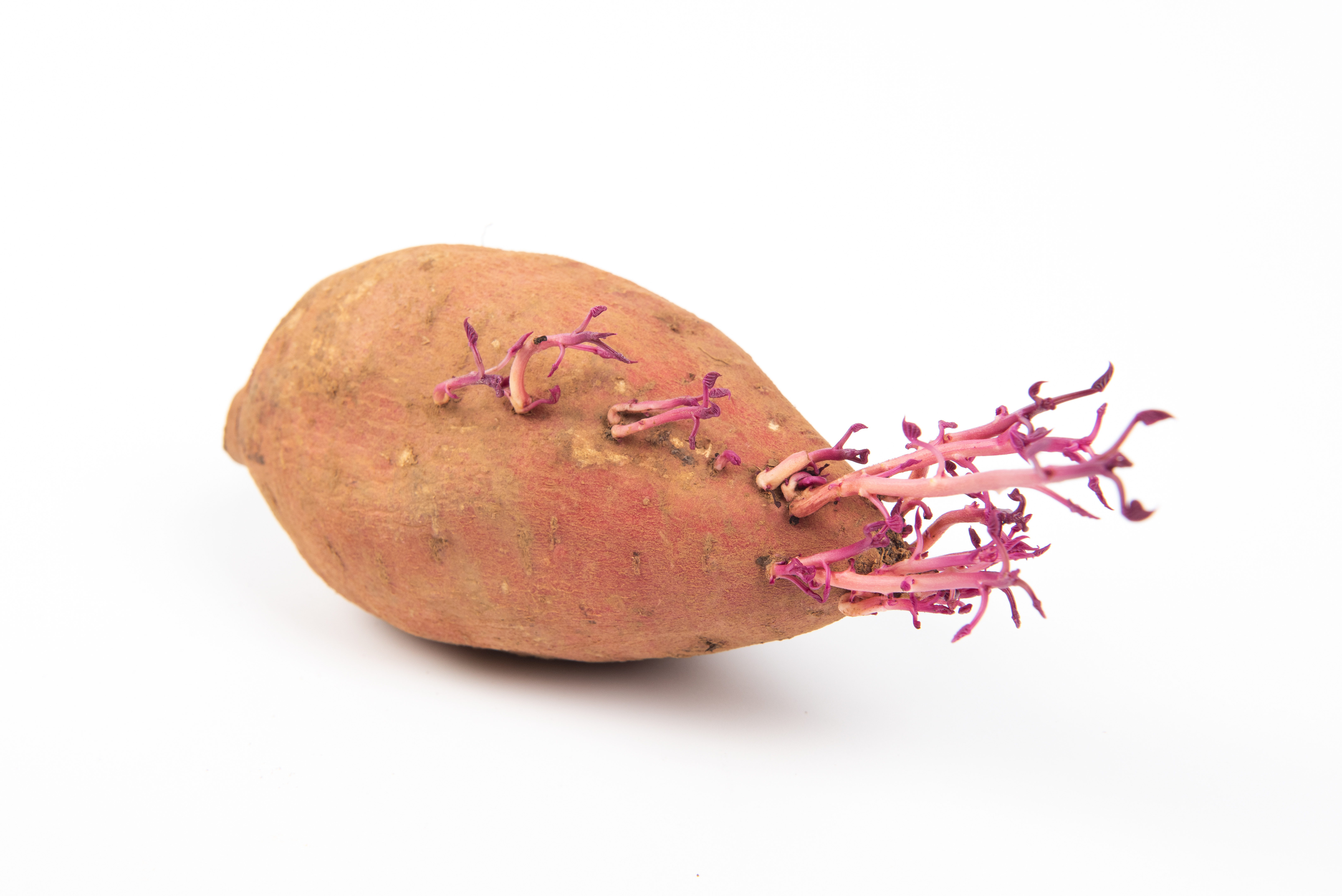 さつまいもの芽は食べられる？保存方法と下処理もご紹介