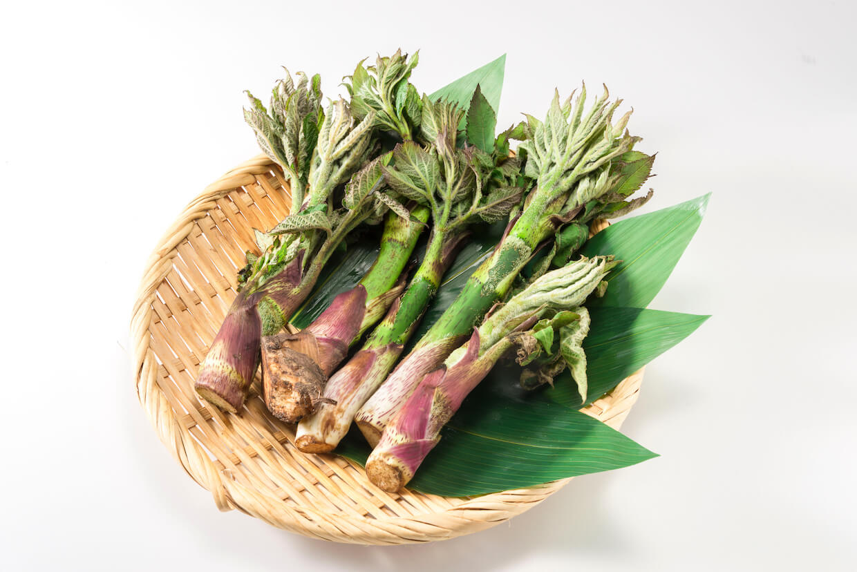 うどの絶品レシピ6選！料理に便利な保存方法もご紹介